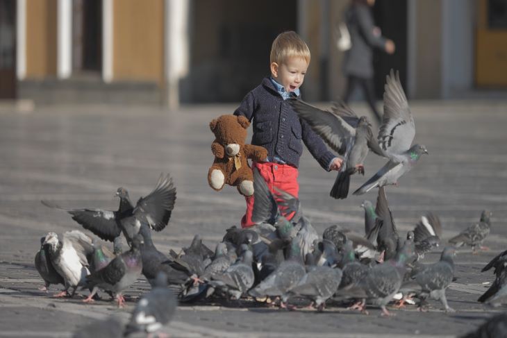  zijn-duiven-schadelijk